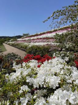 Colorful azaleas, JPG Colorful azaleas, JPG