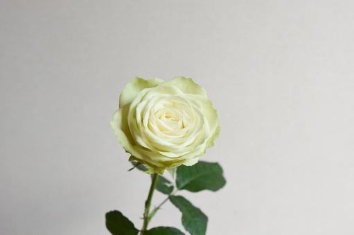 照片, 玫瑰, 绿茵, 绿玫瑰, 