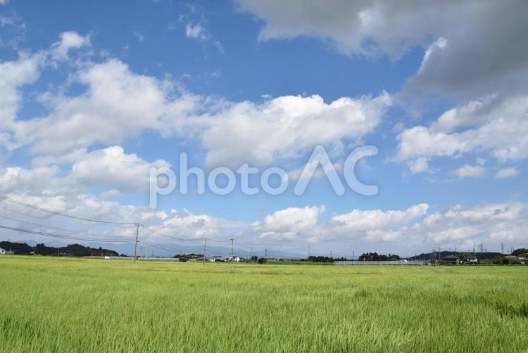 夏空と風に揺れる稲穂 自然,風景,夏空の写真素材