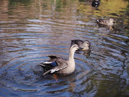 池の鴨 鴨,池,水鳥の写真素材