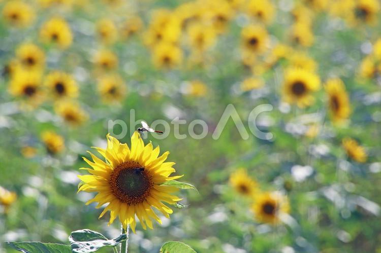 旅行や夏の大自然のイメージ 旅,旅行,観光の写真素材