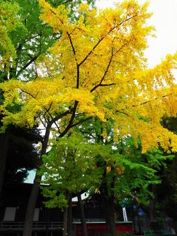 鬼子母神堂の脇にあるイチョウ 雑司ヶ谷,鬼子母神,公孫樹の写真素材