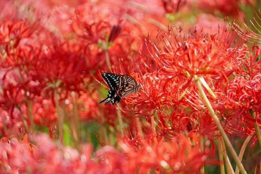 赤に魅せられて 赤に魅せられて 彼岸花,曼珠沙華,秋の写真素材