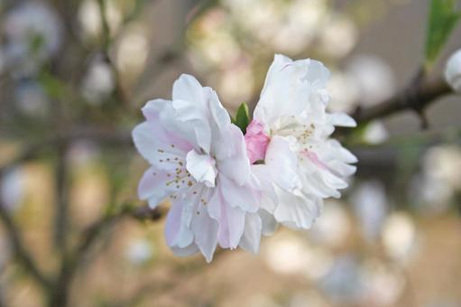 桜 桜の写真