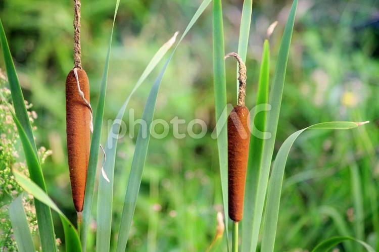 秋の野に立つガマの穂 秋,ガマ,穂の写真素材