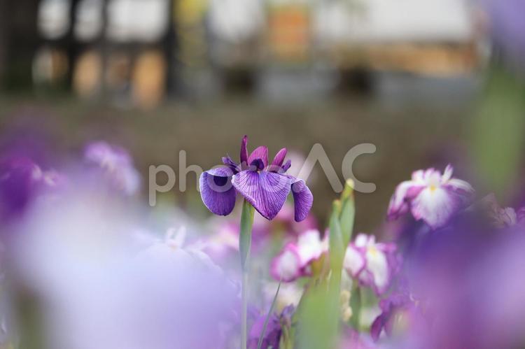 茨城県潮来市　水郷潮来あやめまつり あやめ,アヤメ,菖蒲の写真素材