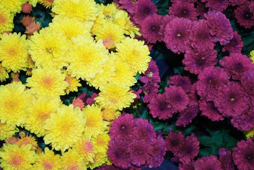 二色の菊　黄色・紫 ピンク,鮮やか,菊の写真素材