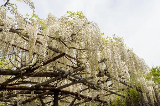 Wisteria flower, JPG Wisteria flower, JPG