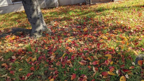 落ち葉　自然背景　壁紙　秋の写真