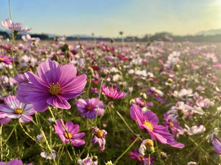 コスモス コスモス コスモス,秋,ガーデニングの写真素材