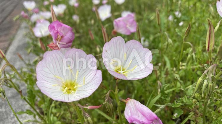 大仙公園の花が咲いた② 花,植物,自然の写真素材