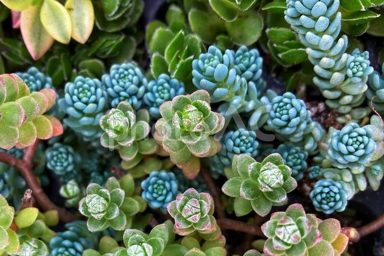 多肉植物のグリーンガーデン２ グリーン,植物,緑の写真素材