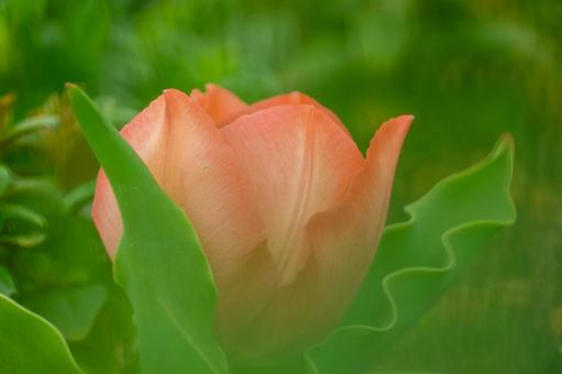 Tulips (24), JPG Tulips (24), JPG