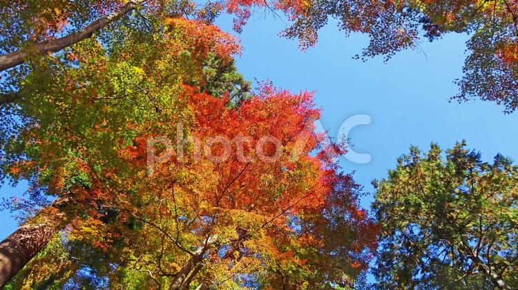 樹木と空・紅葉 紅葉,カエデ,モミジの写真素材