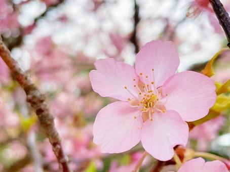 桜 桜 春,春の日,春うららの写真素材