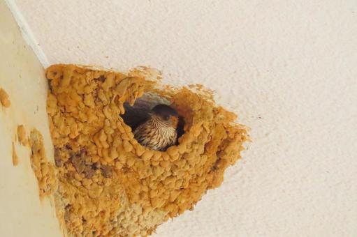 つばめの巣 つばめの巣 巣作り,燕,ツバメの巣の写真素材