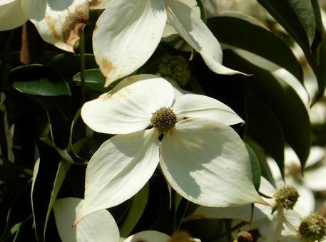 【花の写真】ヤマボウシ 【花の写真】ヤマボウシ の写真