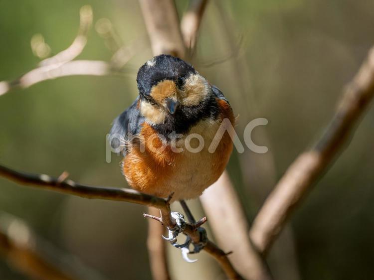 枝にとまるヤマガラ ヤマガラ,野鳥,鳥の写真素材