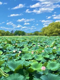 蓮の花と空 蓮の花と空の写真