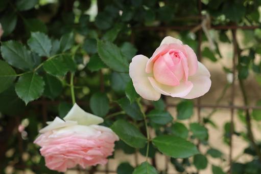 バラ園で咲くかわいい薔薇を撮りました バラ園で咲くかわいい薔薇を撮りましたの写真