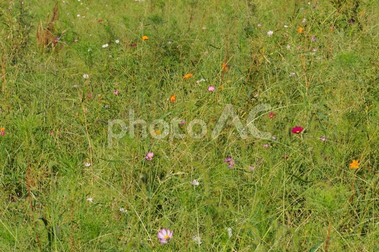 コスモスが咲く野原 コスモス,野原,花の写真素材