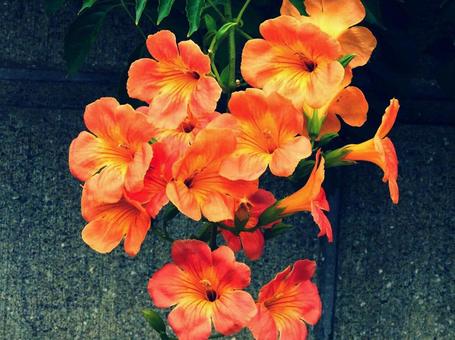 凌霄花 凌霄花の写真
