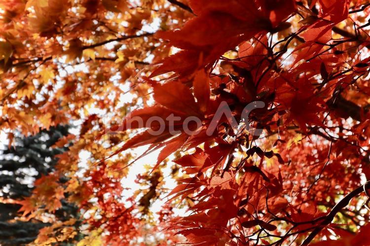 色鮮やかな紅葉の木々 紅葉,自然,落葉の写真素材