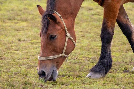 阿蘇草千里ヶ浜で草を食べる馬2 阿蘇草千里ヶ浜で草を食べる馬2 阿蘇,草千里,草千里ヶ浜の写真素材