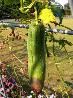 大船FCのつる植物コーナー・花付きヘチマ ヘチマ,花,実の写真素材