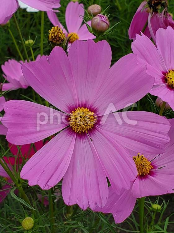 名前を忘れた綺麗な花 花,はな,ピンクの写真素材