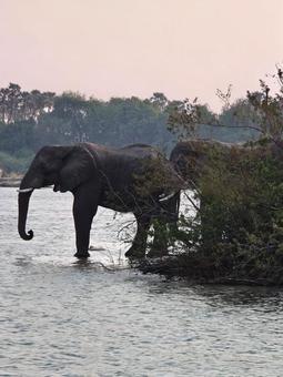 南アフリカ ゾウ 南アフリカ ゾウ ゾウ,象,南アフリカの写真素材