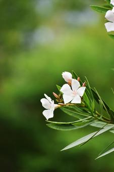 Oleander, JPG