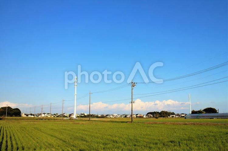 もくもくと厚さを増す雲と畑の景色 畑,畑作,緑の写真素材