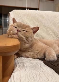 アゴを載せる猫 アゴを載せる猫 居眠り,ブリティッシュショートヘア,怠惰なの写真素材