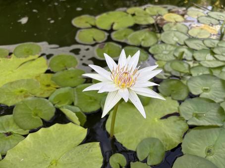 睡蓮の花 睡蓮の花 ハス,蓮子,スイレンの写真素材
