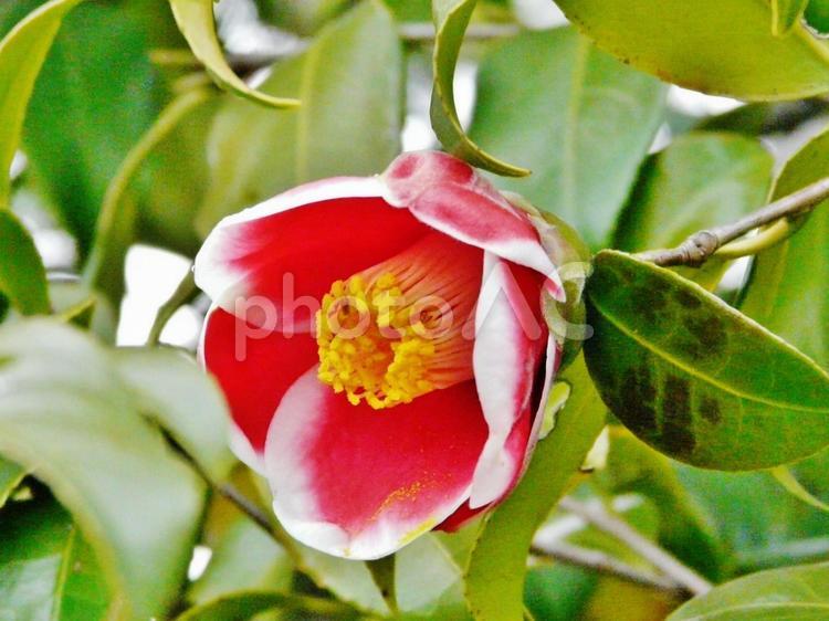 こういう形が一番好き 椿,カラフル,花の写真素材