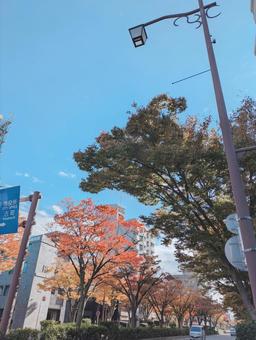 けやきと青空 紅葉,けやき,秋の写真素材