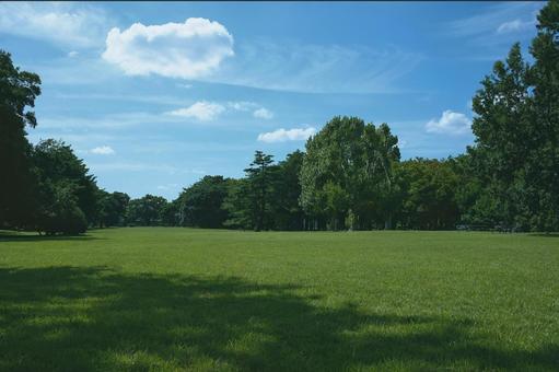 緑の公園 緑の公園 公園,森,緑の写真素材