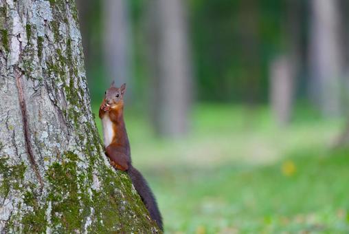木の上のエゾリス エゾリス,リス,木の上のリスの写真素材
