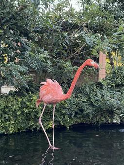 フラミンゴ ベニイロフラミンゴ,動物,生き物の写真素材