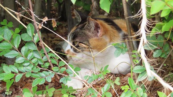 植込みから外の気配を探るもふもふな三毛猫 植込みから外の気配を探るもふもふな三毛猫 三毛猫,猫,寝そべるの写真素材