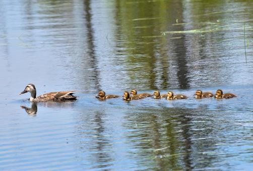 Spot-billed Duck with Ducklings, JPG