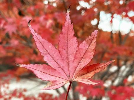 紅葉したモミジの葉 1 紅葉したモミジの葉 1の写真