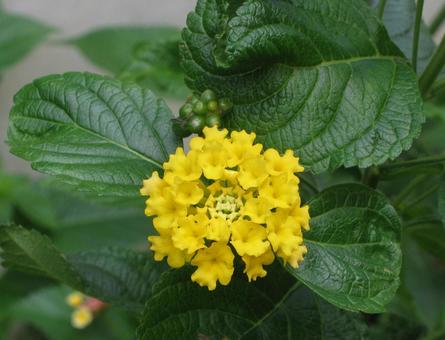 シチヘンゲの写真