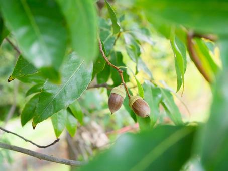 木になるどんぐり.2 どんぐり,秋,木の実の写真素材