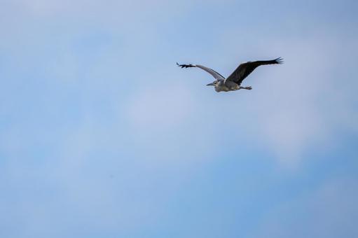 アオサギの飛翔⒃の写真