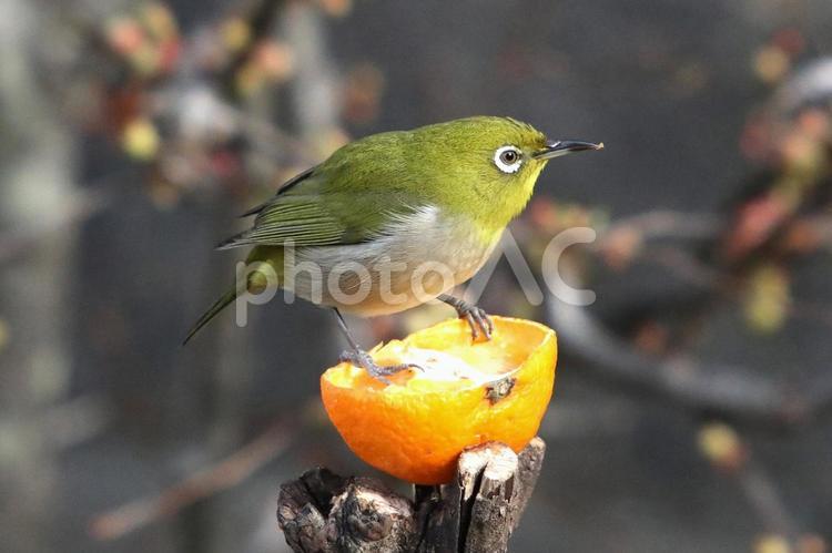 メジろとみかん 鳥,野鳥,メジロの写真素材