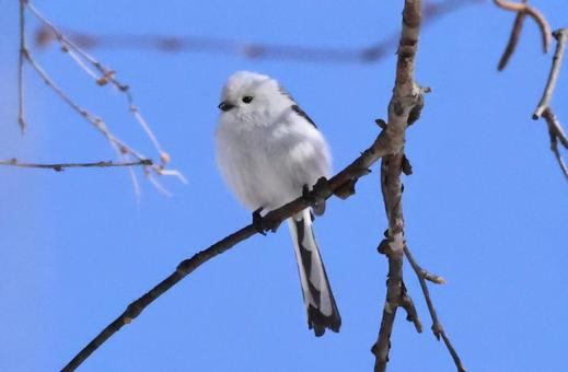 シマエナガ シマエナガ 北海道,かわいい,もふもふの写真素材