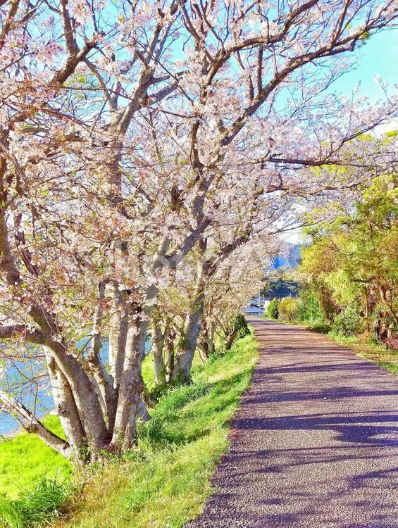 さくら並木 かわいい,きれい,さくらの写真素材