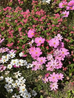 コスモス コスモス,コスモス畑,花壇の写真素材